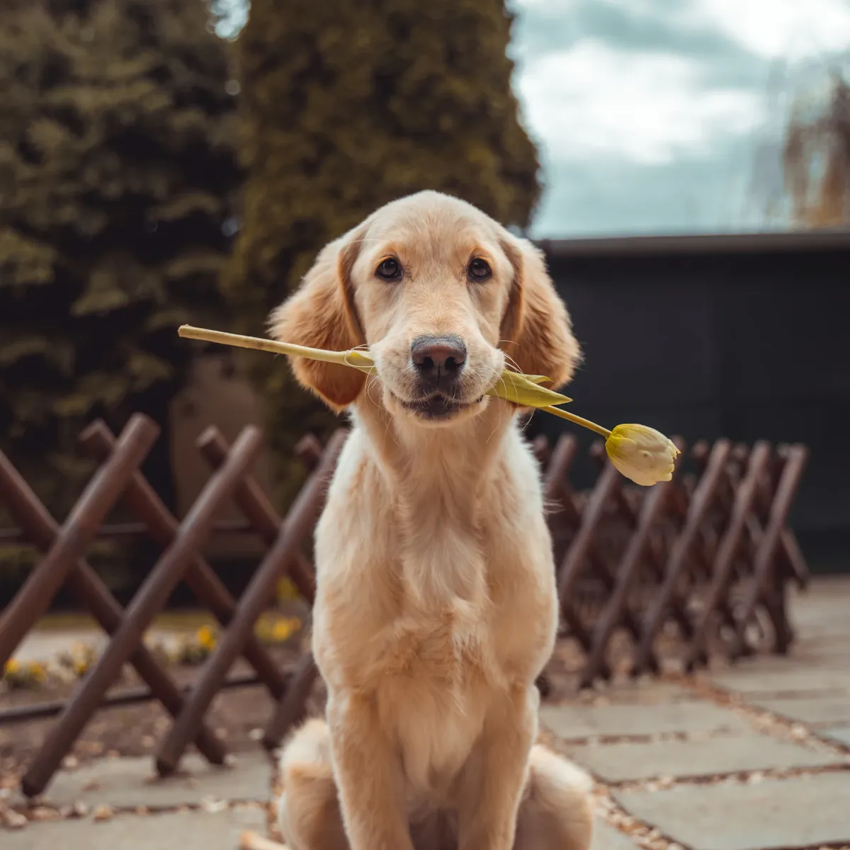 Golden retriever sosteniendo una flor amarilla en la boca
